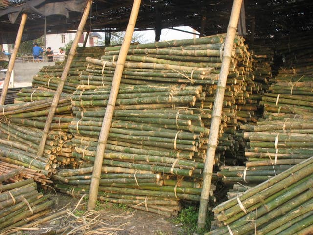 Bamboo piles provision